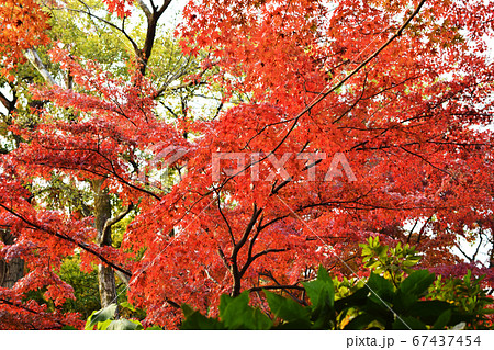 井の頭公園の紅葉 67437454