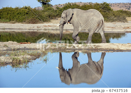 African Elephant - Botswana 67437516