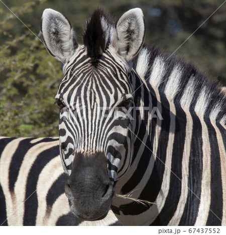 Plains Zebra (Equus quagga) - Botswana 67437552