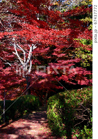 佐賀県多久市　紅葉の散策コースの景観 67437772