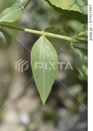 Red valerian 67437967