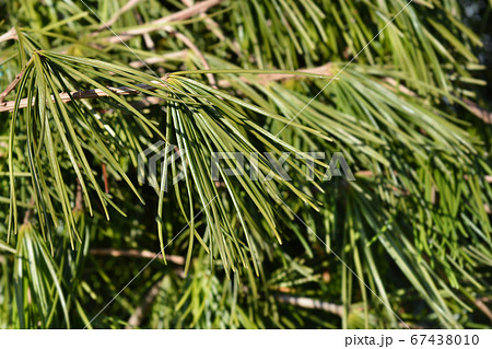 Japanese umbrella pine 67438010