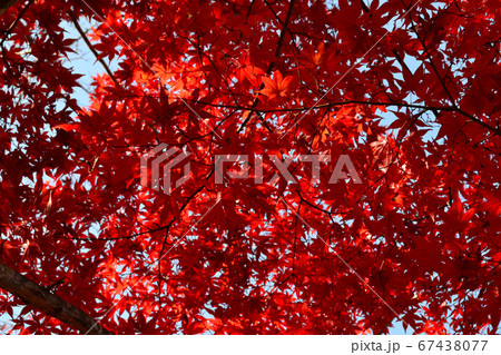 佐賀県多久市　紅葉の散策コースの景観 67438077