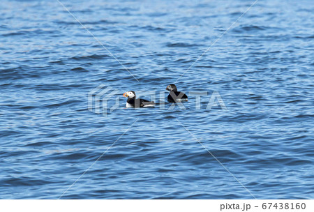 Two puffin birds floating in the blue sea Two puffin birds floating in the blue sea 67438160