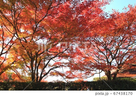 佐賀県多久市 紅葉の散策コースの景観 佐賀県多久市 紅葉の散策コースの景観 67438170
