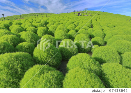 【茨城県】国営ひたち海浜公園の緑葉コキア 67438642