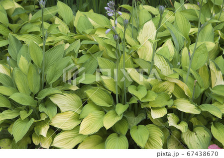 Hosta plant in a garden 67438670