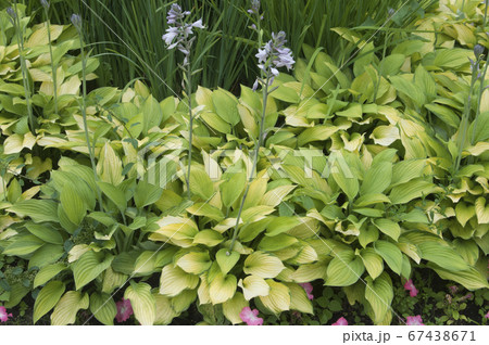 Hosta plant in a garden 67438671