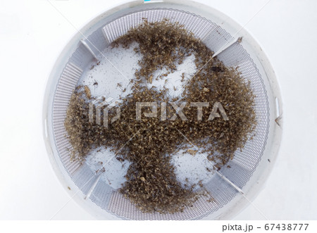 Group of Dead mosquito from insect trap in tray 67438777