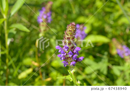ウツボグサの花 ウツボグサの花 67438940