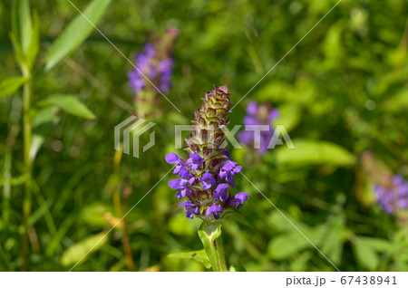 ウツボグサの花 ウツボグサの花 67438941