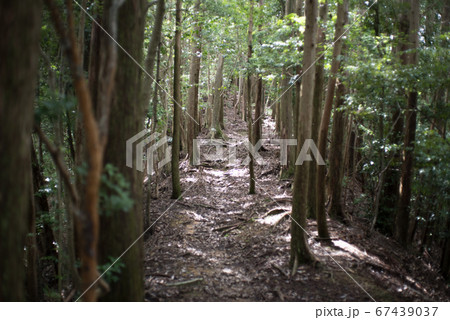 登山道 登山道 67439037