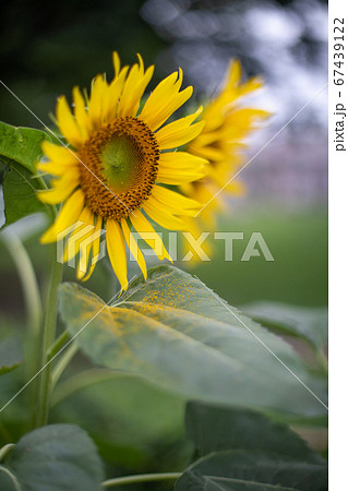 花粉が舞い落ちるヒマワリの花の写真素材