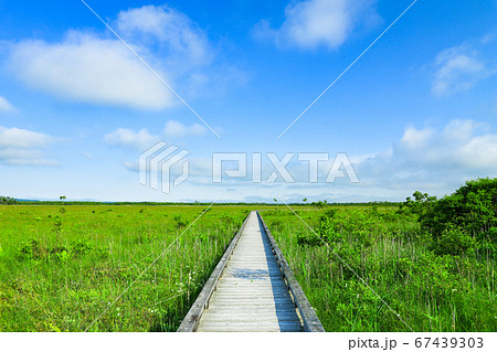 新緑の大草原　釧路湿原国立公園の温根内木道 67439303