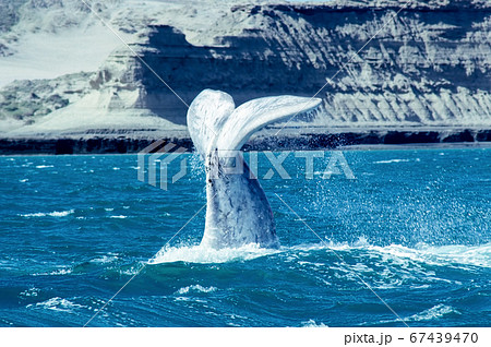 Whale calf tail - Argentina 67439470