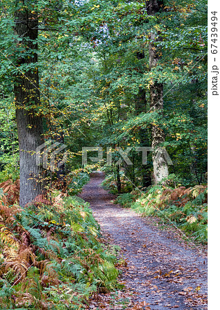 Pathway in the autumn forest - Saint Germain 67439494