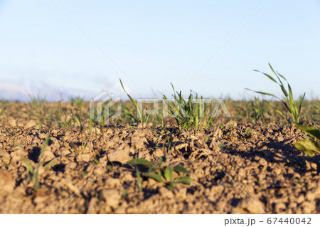 water on the green grass 67440042