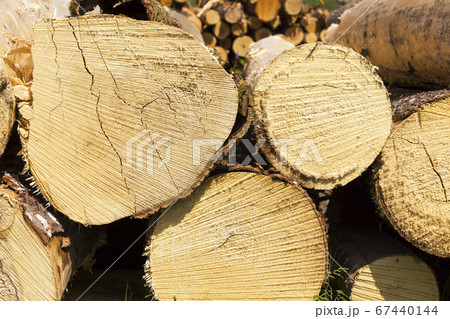 tree trunks during logging 67440144