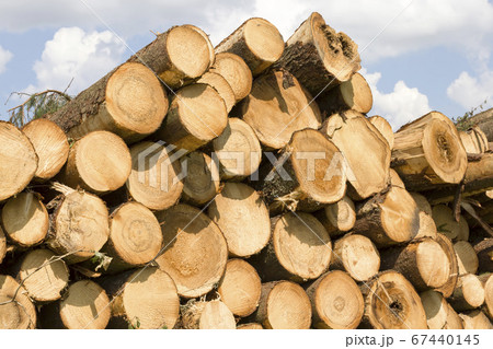 hardwoods cut down hardwoods cut down 67440145