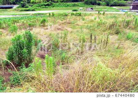 【社会問題】荒れる水田 田舎の耕作放棄地1 【社会問題】荒れる水田 田舎の耕作放棄地1 67440480