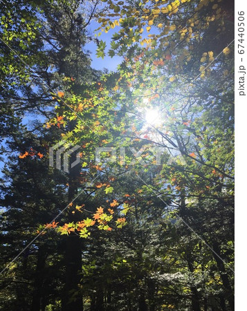 初秋 緑の葉に少しづつ紅葉が始まる木々に差し込む光 初秋 緑の葉に少しづつ紅葉が始まる木々に差し込む光 67440506