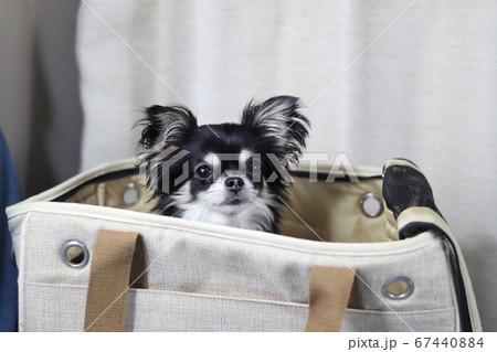 ペット用バックに入ったらキャンピングカーでドライブだ! 仔犬のチワワ 犬 ペット用バックに入ったらキャンピングカーでドライブだ! 仔犬のチワワ 犬 67440884