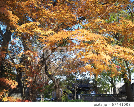 九品仏浄真寺　黄葉 67441008