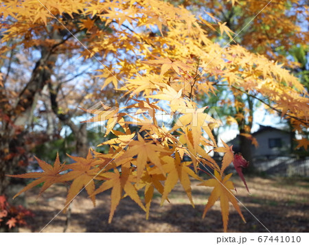 九品仏浄真寺　黄葉 67441010