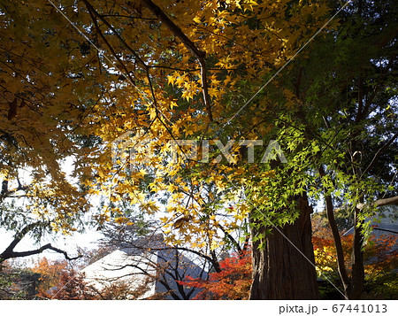 九品仏浄真寺　黄葉 67441013