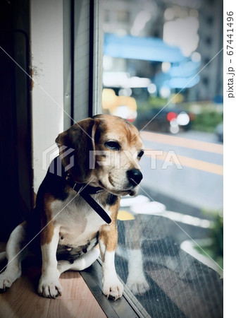 外を眺めて落ち込むビーグル 67441496
