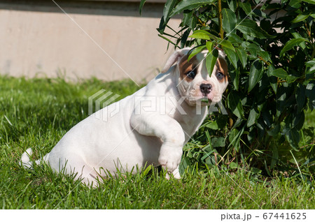 American Bulldog puppy dog hiding from the sun American Bulldog puppy dog hiding from the sun 67441625