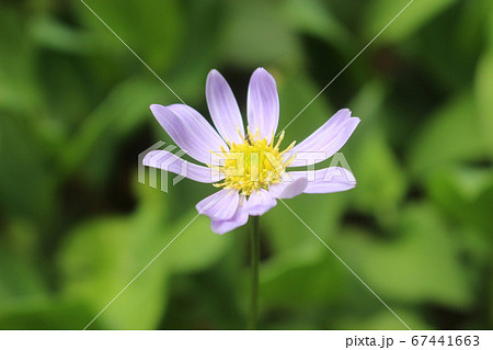 一輪の花に蟻 一輪の花に蟻 67441663