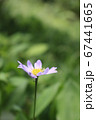 一輪の花 67441665
