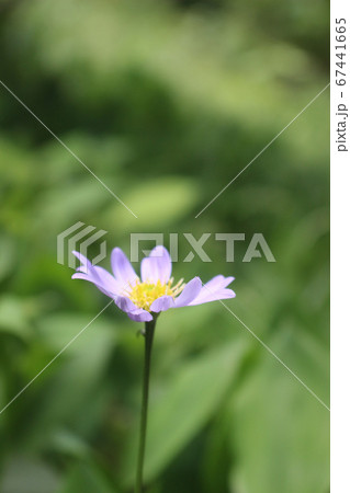 一輪の花 一輪の花 67441665