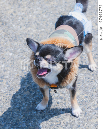 チワワ チワワ 67441772