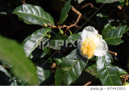 鹿児島県・茶の花の開花 67442001