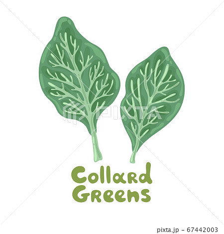 Fresh Organic Collard Greens Vegetable Cartoon - Stock Illustration  [104849295] - PIXTA