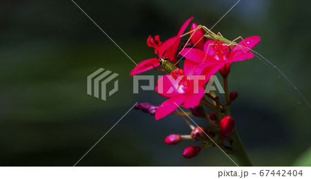 Botany fresh red jatropha integerrima flower on 67442404