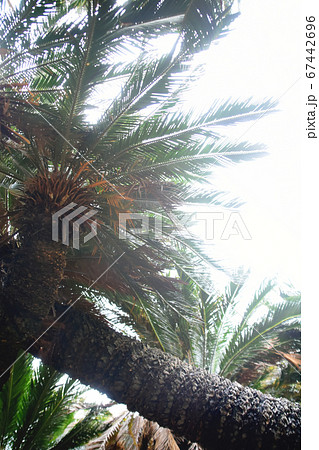 南国のヤシの木を見上げる 67442696