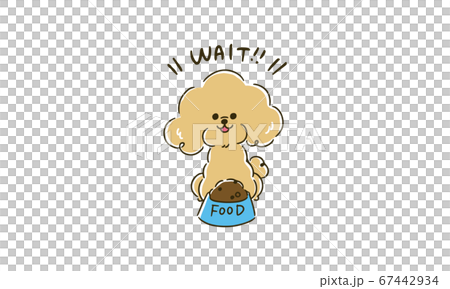 Vector illustration of a toy poodle waiting (mate) Vector illustration of a toy poodle waiting (mate) 67442934