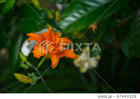 ワスレグサの花 67443328