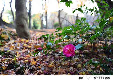 落ち葉よ見てきれいに咲いたでしょ 67443366