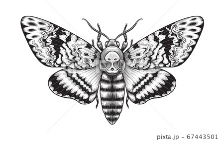 Vector Acherontia Styx Butterfly Isolated  67443501