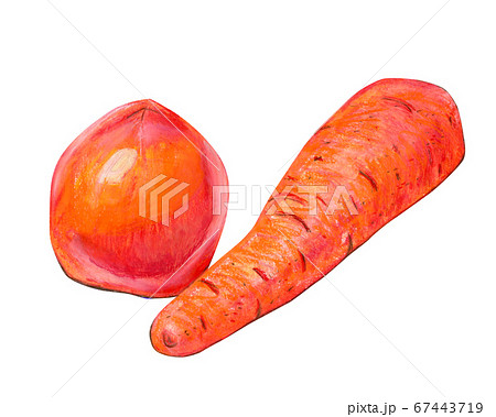 Food illustration with tomato and carrot. Food illustration with tomato and carrot. 67443719