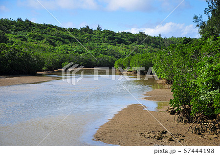 宮古島にある島尻のマングローブ林 67444198