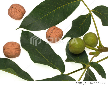 Unripe Green Fruits of the Common Walnut on a branch and peeled Unripe Green Fruits of the Common Walnut on a branch and peeled 67444855