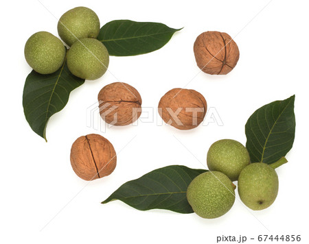 Unripe Green Fruits of the Common Walnut on a branch and peeled Unripe Green Fruits of the Common Walnut on a branch and peeled 67444856