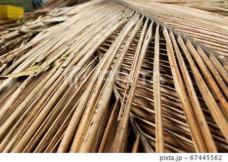 Dried coconut leaves. Dried coconut leaves. 67445562