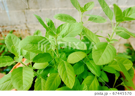 Basil. Basil. 67445570