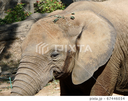 African bush elephant African bush elephant 67446034